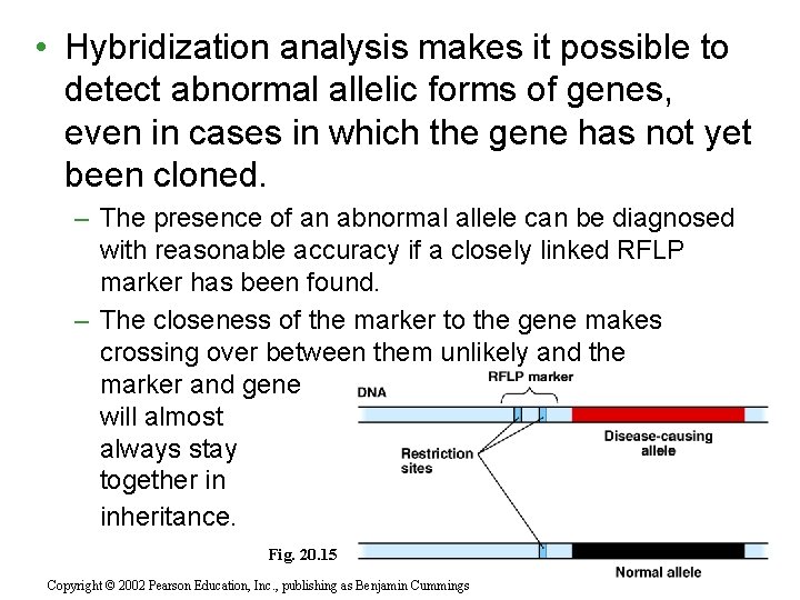  • Hybridization analysis makes it possible to detect abnormal allelic forms of genes,