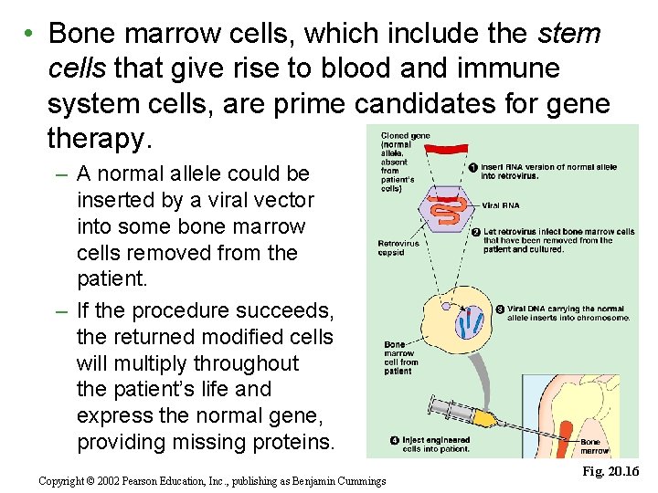  • Bone marrow cells, which include the stem cells that give rise to