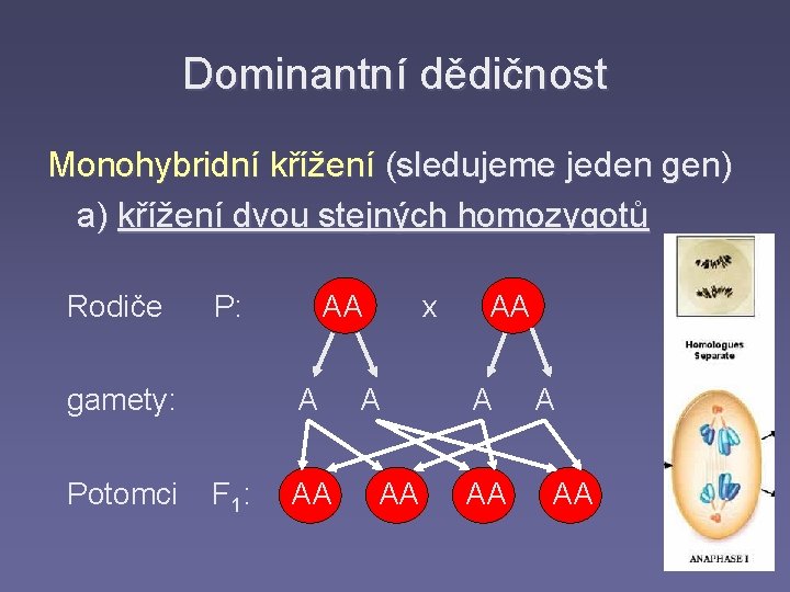 Dominantní dědičnost Monohybridní křížení (sledujeme jeden gen) a) křížení dvou stejných homozygotů Rodiče P: