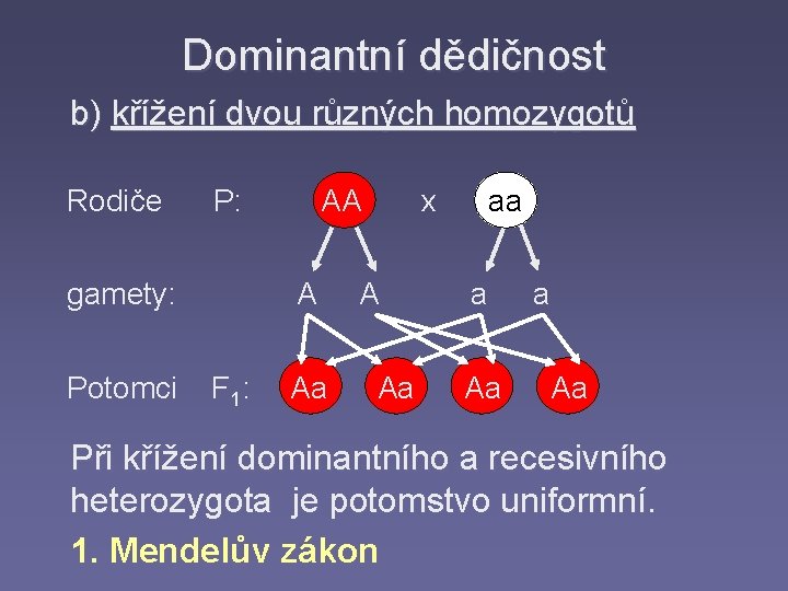 Dominantní dědičnost b) křížení dvou různých homozygotů Rodiče P: AA x aa gamety: A