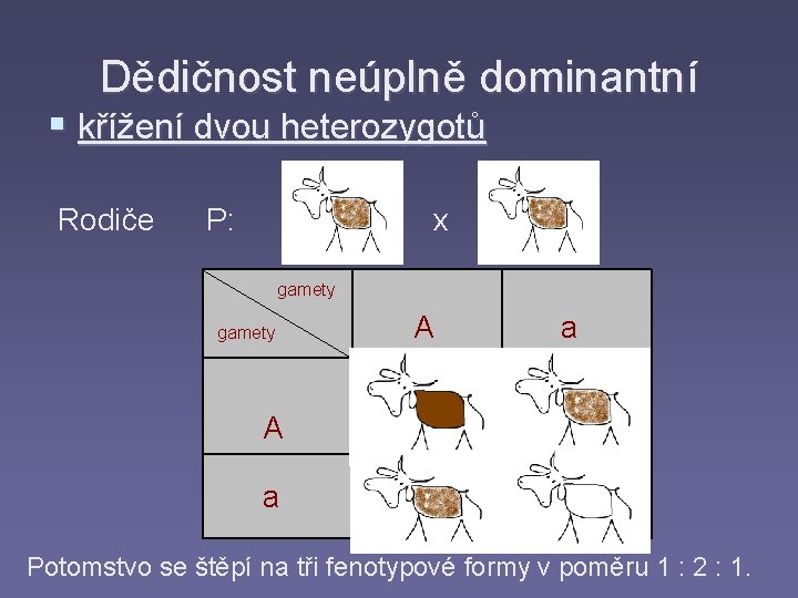 Dědičnost neúplně dominantní § křížení dvou heterozygotů Rodiče P: Aa x Aa gamety A