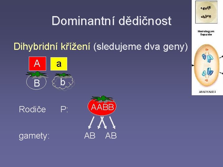 Dominantní dědičnost Dihybridní křížení (sledujeme dva geny) A a B b Rodiče P: AABB