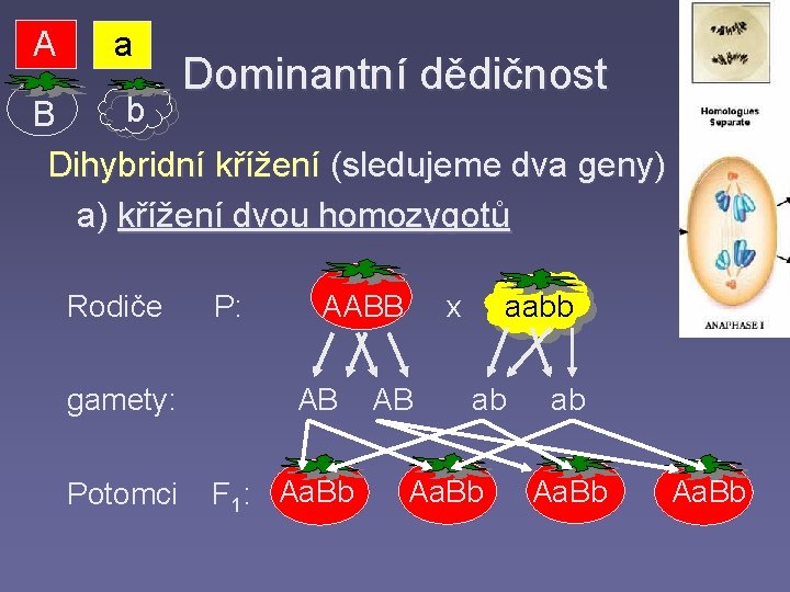 A a Dominantní dědičnost b B Dihybridní křížení (sledujeme dva geny) a) křížení dvou