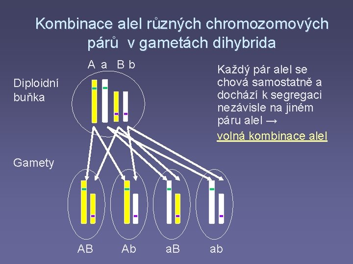 Kombinace alel různých chromozomových párů v gametách dihybrida A a Bb Každý pár alel