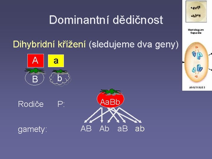 Dominantní dědičnost Dihybridní křížení (sledujeme dva geny) A a B b Rodiče P: gamety: