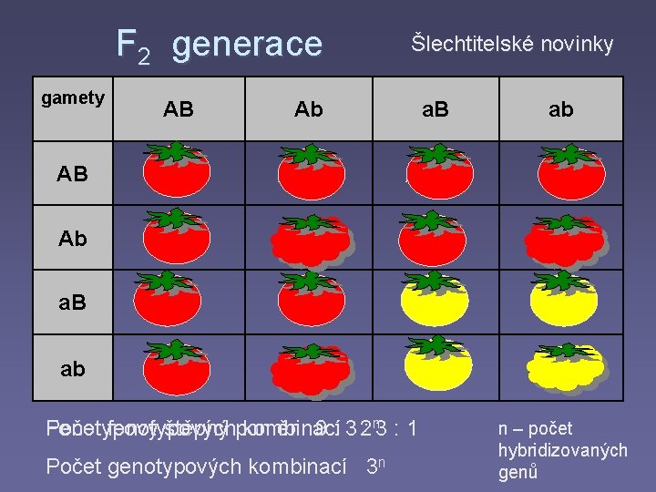 F 2 generace gamety Šlechtitelské novinky AB Ab a. B AB AABb Aa. BB