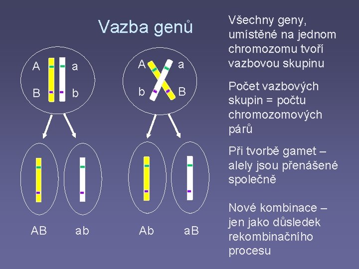 Vazba genů A a B b b B Všechny geny, umístěné na jednom chromozomu