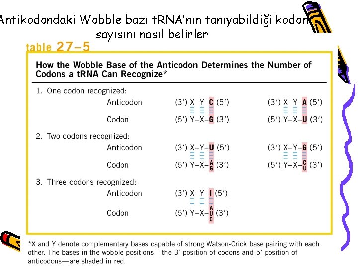 Antikodondaki Wobble bazı t. RNA’nın tanıyabildiği kodon sayısını nasıl belirler 