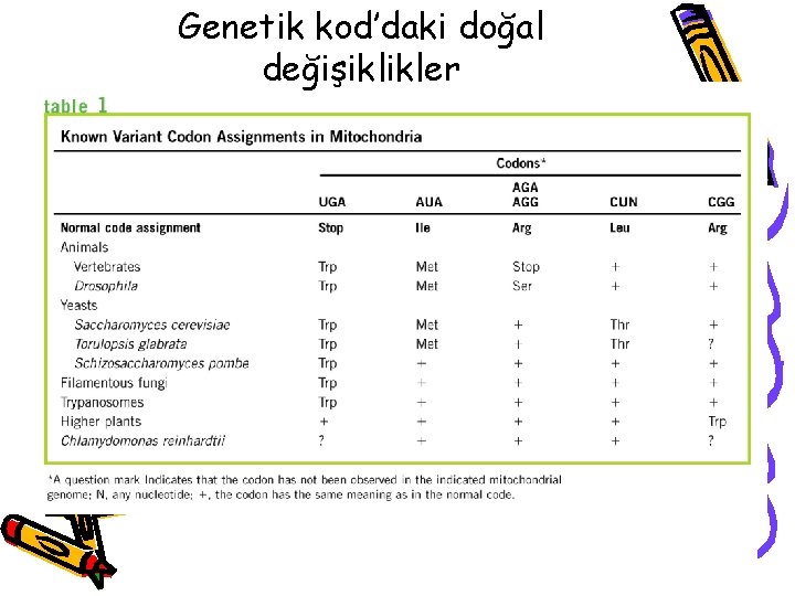 Genetik kod’daki doğal değişiklikler 