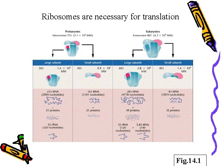 Ribosomes are necessary for translation Fig. 14. 1 