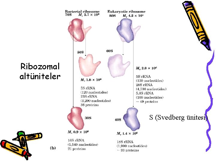 Ribozomal altüniteler S (Svedberg ünitesi) 