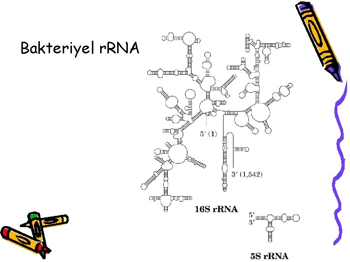 Bakteriyel r. RNA 