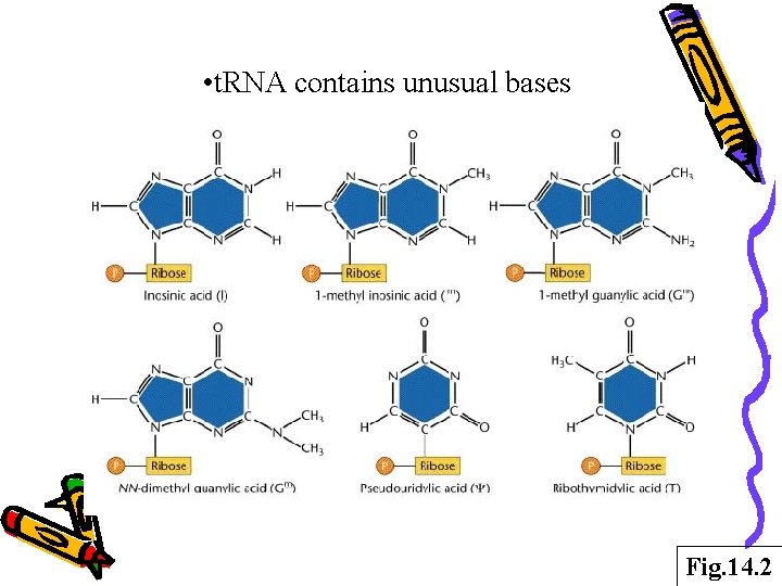  • t. RNA contains unusual bases Fig. 14. 2 