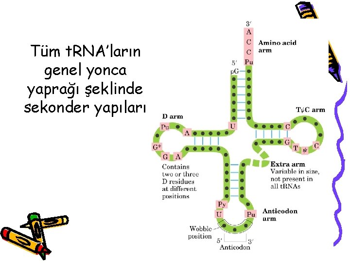 Tüm t. RNA’ların genel yonca yaprağı şeklinde sekonder yapıları 