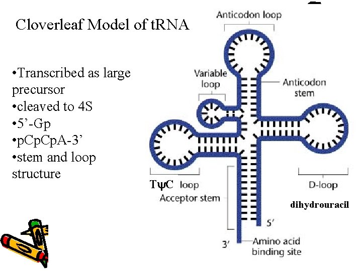 Cloverleaf Model of t. RNA • Transcribed as large precursor • cleaved to 4