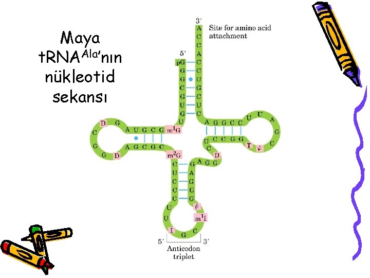 Maya t. RNAAla’nın nükleotid sekansı 