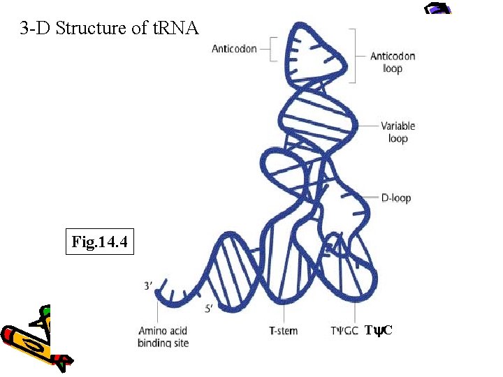 3 -D Structure of t. RNA Fig. 14. 4 Ty. C 