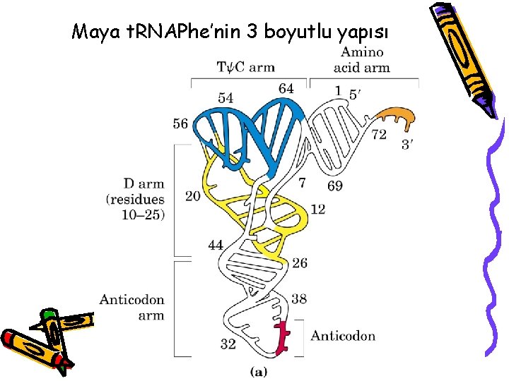 Maya t. RNAPhe’nin 3 boyutlu yapısı 