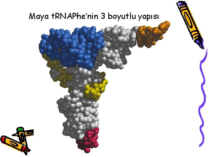 Maya t. RNAPhe’nin 3 boyutlu yapısı 