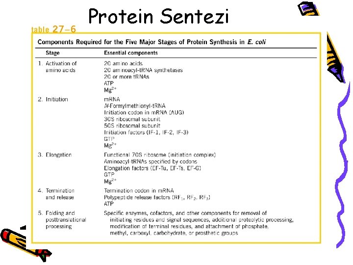 Protein Sentezi 