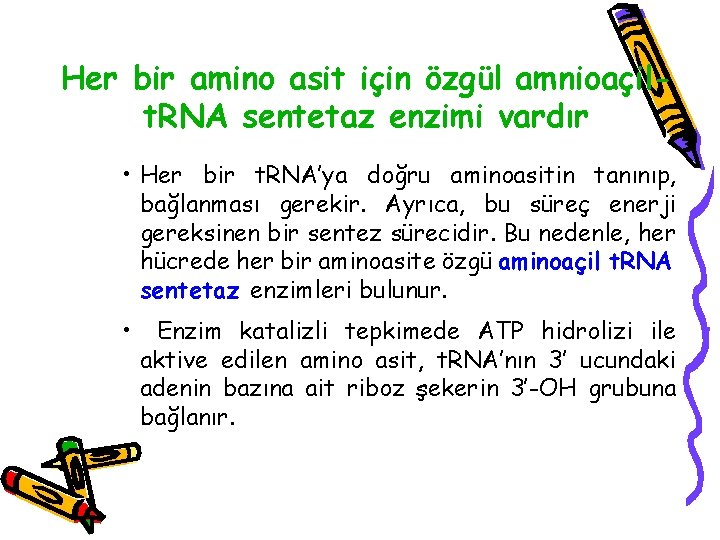 Her bir amino asit için özgül amnioaçilt. RNA sentetaz enzimi vardır • Her bir