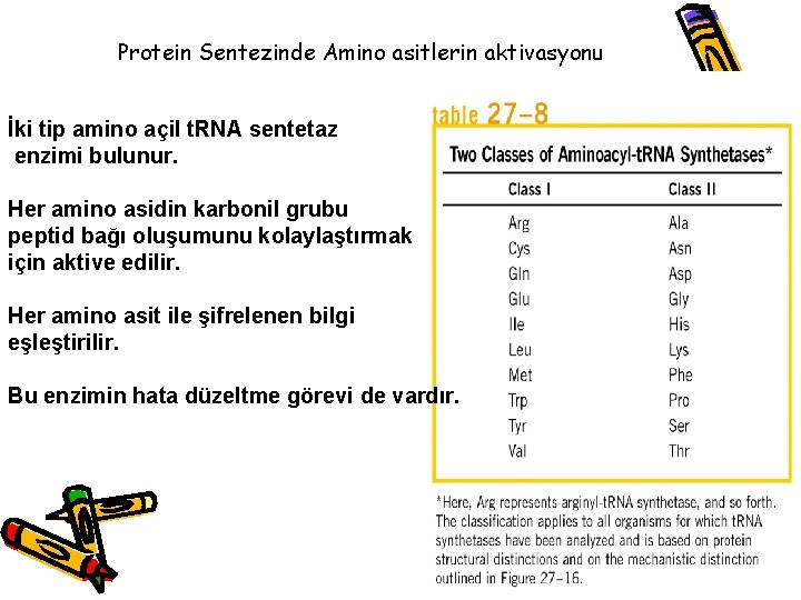 Protein Sentezinde Amino asitlerin aktivasyonu İki tip amino açil t. RNA sentetaz enzimi bulunur.