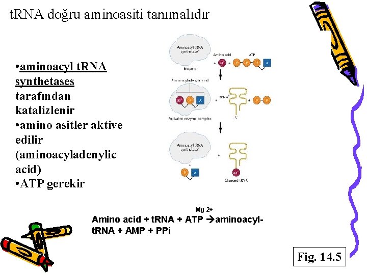 t. RNA doğru aminoasiti tanımalıdır • aminoacyl t. RNA synthetases tarafından katalizlenir • amino