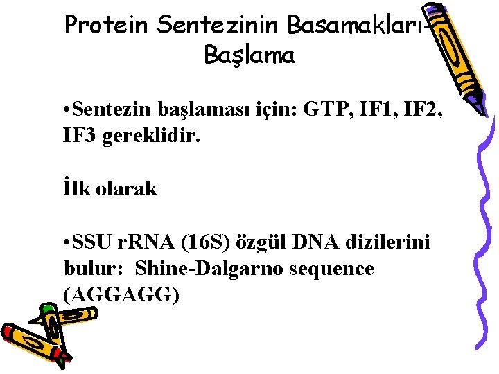 Protein Sentezinin BasamaklarıBaşlama • Sentezin başlaması için: GTP, IF 1, IF 2, IF 3