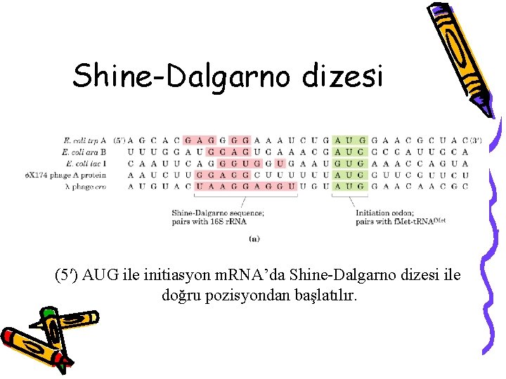 Shine-Dalgarno dizesi (5′) AUG ile initiasyon m. RNA’da Shine-Dalgarno dizesi ile doğru pozisyondan başlatılır.