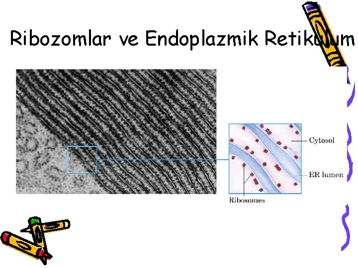 Ribozomlar ve Endoplazmik Retikulum 