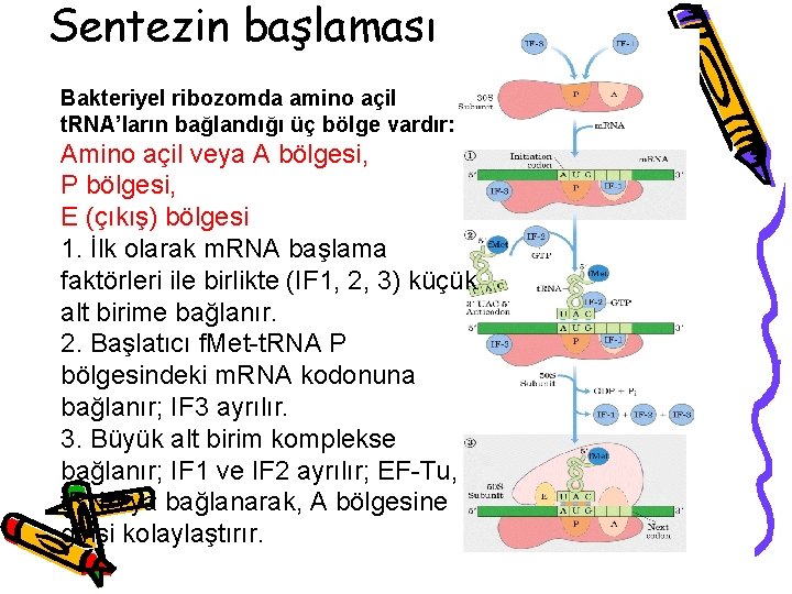 Sentezin başlaması Bakteriyel ribozomda amino açil t. RNA’ların bağlandığı üç bölge vardır: Amino açil