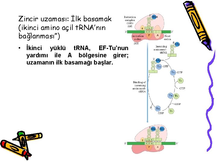 Zincir uzaması: İlk basamak (ikinci amino açil t. RNA’nın bağlanması”) • İkinci yüklü t.