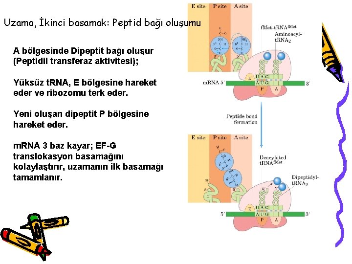 Uzama, İkinci basamak: Peptid bağı oluşumu A bölgesinde Dipeptit bağı oluşur (Peptidil transferaz aktivitesi);