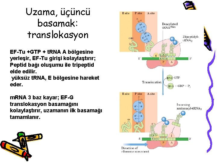 Uzama, üçüncü basamak: translokasyon EF-Tu +GTP + t. RNA A bölgesine yerleşir, EF-Tu girişi