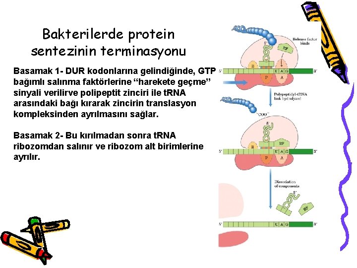 Bakterilerde protein sentezinin terminasyonu Basamak 1 - DUR kodonlarına gelindiğinde, GTP bağımlı salınma faktörlerine