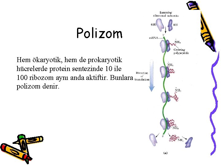 Polizom Hem ökaryotik, hem de prokaryotik hücrelerde protein sentezinde 10 ile 100 ribozom aynı