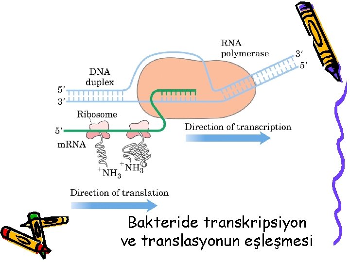 Bakteride transkripsiyon ve translasyonun eşleşmesi 