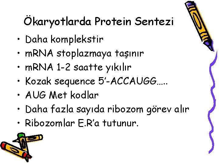 Ökaryotlarda Protein Sentezi • • Daha komplekstir m. RNA stoplazmaya taşınır m. RNA 1