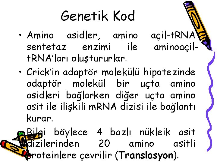 Genetik Kod • Amino asidler, amino açil-t. RNA sentetaz enzimi ile aminoaçilt. RNA’ları oluştururlar.