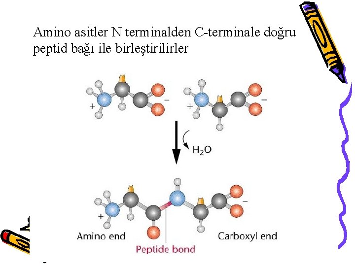 Amino asitler N terminalden C-terminale doğru peptid bağı ile birleştirilirler 