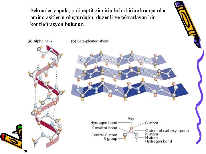 Sekonder yapıda, polipeptit zincirinde birbirine komşu olan amino asitlerin oluşturduğu, düzenli ve tekrarlayan bir