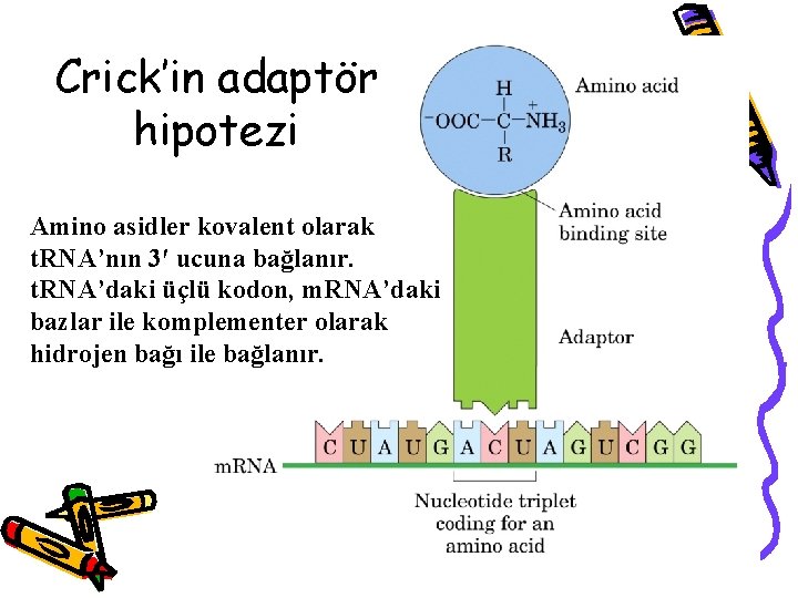 Crick’in adaptör hipotezi Amino asidler kovalent olarak t. RNA’nın 3′ ucuna bağlanır. t. RNA’daki