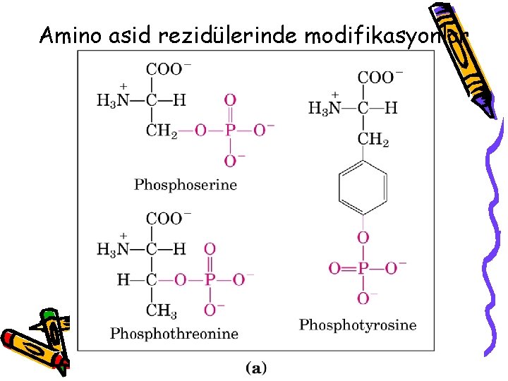 Amino asid rezidülerinde modifikasyonlar 