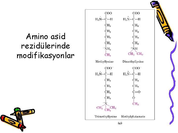 Amino asid rezidülerinde modifikasyonlar 