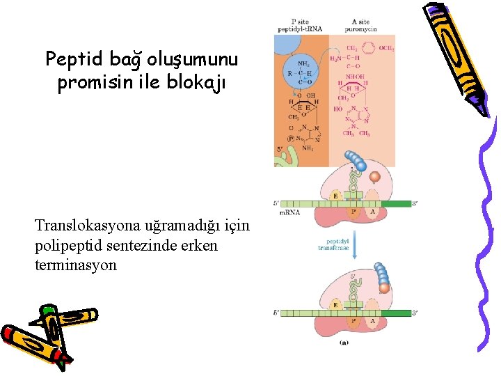 Peptid bağ oluşumunu promisin ile blokajı Translokasyona uğramadığı için polipeptid sentezinde erken terminasyon 