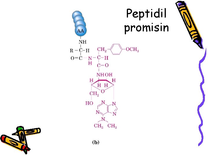 Peptidil promisin 