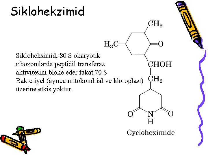 Siklohekzimid Sikloheksimid, 80 S ökaryotik ribozomlarda peptidil transferaz aktivitesini bloke eder fakat 70 S