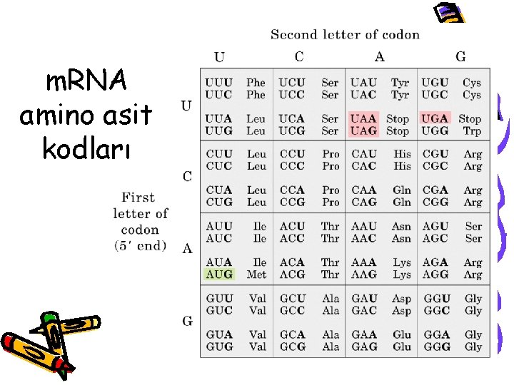 m. RNA amino asit kodları 