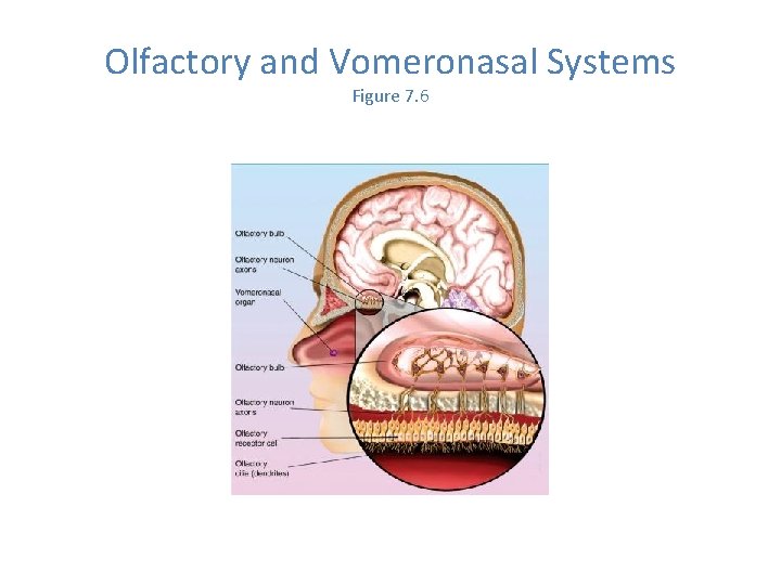 Olfactory and Vomeronasal Systems Figure 7. 6 