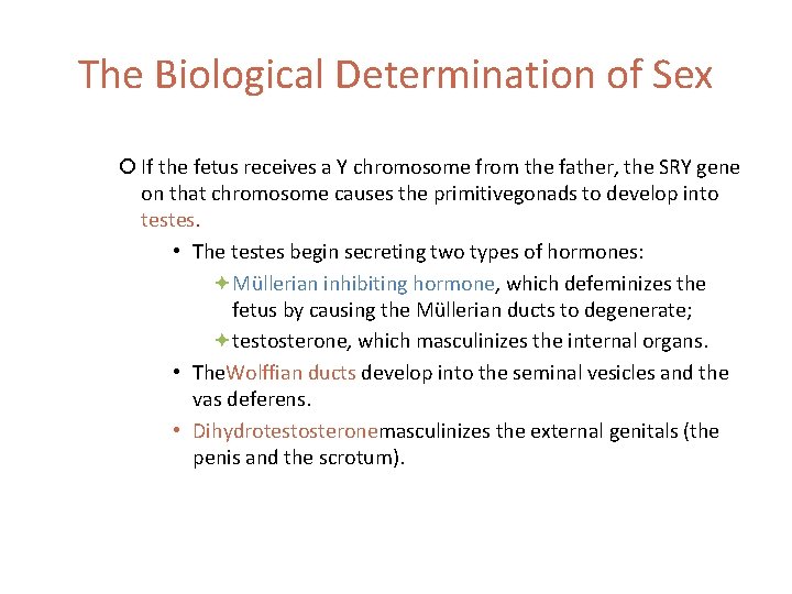 The Biological Determination of Sex If the fetus receives a Y chromosome from the